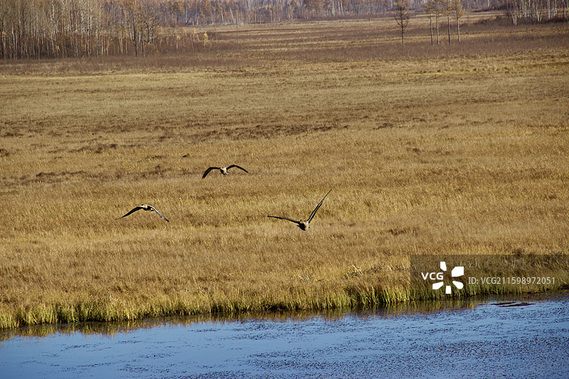 山 树林 秋天 冬季 立冬 白桦 树 鸟 飞翔图片素材