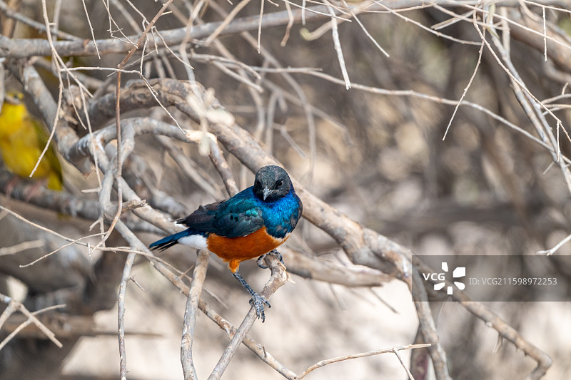非洲肯尼亚安博塞利国家公园图片素材