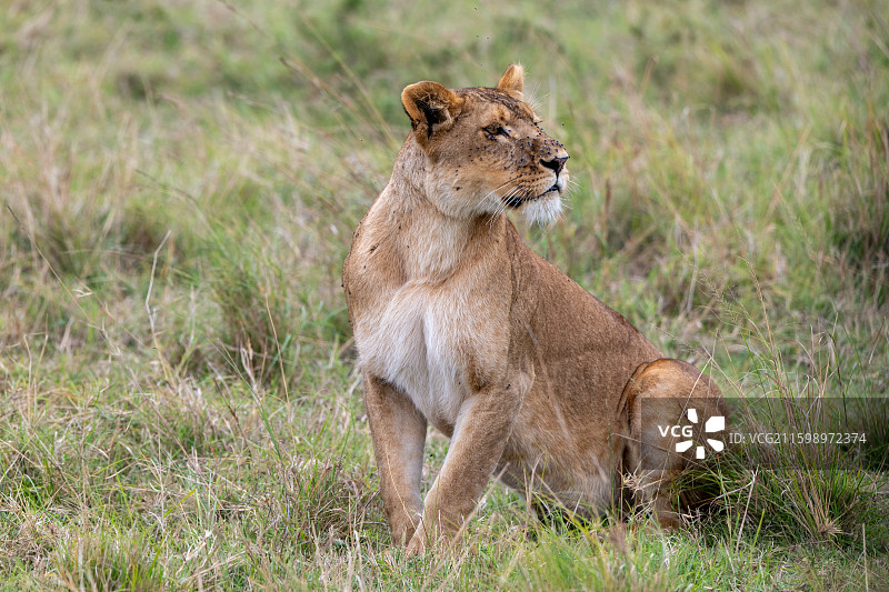 肯尼亚马赛马拉国家公园图片素材