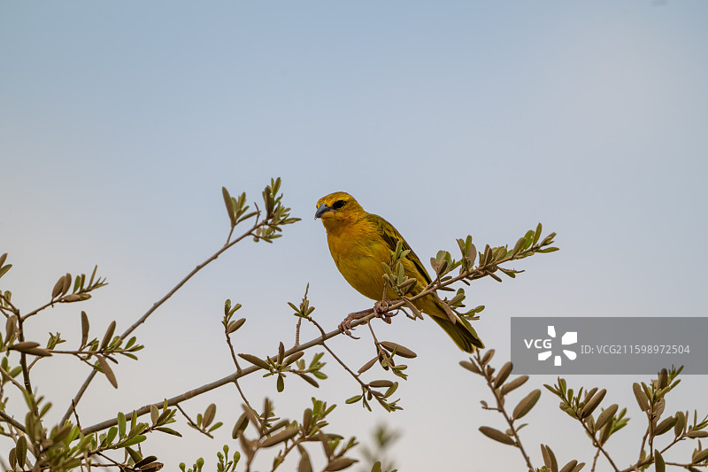 非洲肯尼亚安博塞利国家公园图片素材