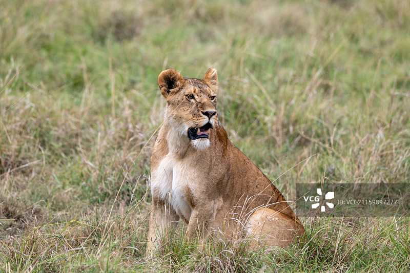 肯尼亚马赛马拉国家公园图片素材