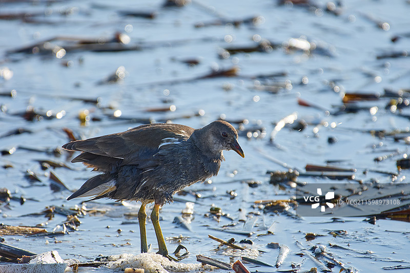 旅顺口区龙河湿地生活的黑水鸡图片素材
