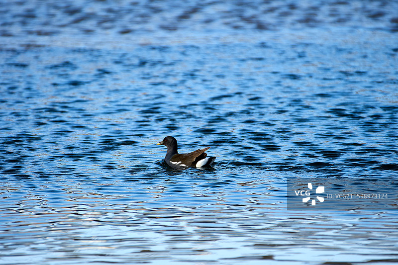 旅顺口区龙河湿地生活的黑水鸡图片素材