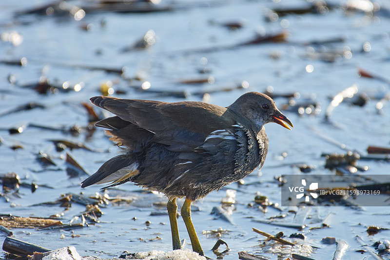 旅顺口区龙河湿地生活的黑水鸡图片素材