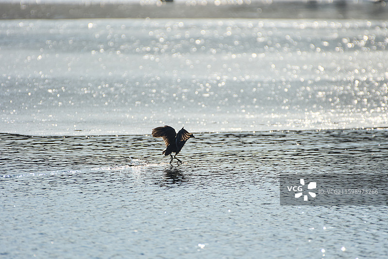旅顺口区龙河湿地生活的黑水鸡图片素材