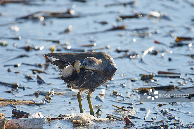 旅顺口区龙河湿地生活的黑水鸡图片素材