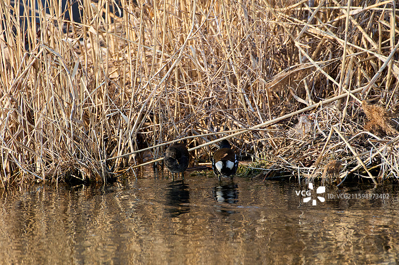 旅顺口区龙河湿地生活的黑水鸡图片素材