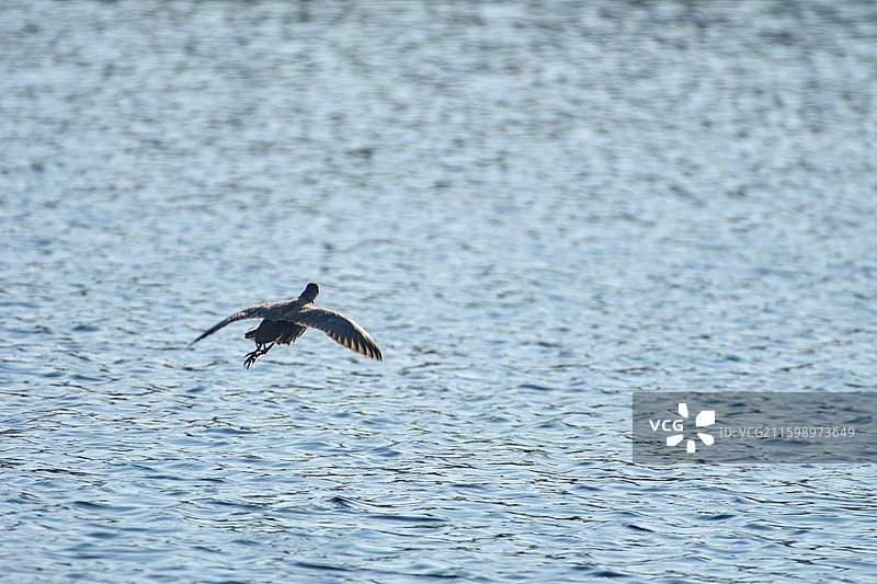 旅顺口区龙河湿地生活的黑水鸡图片素材