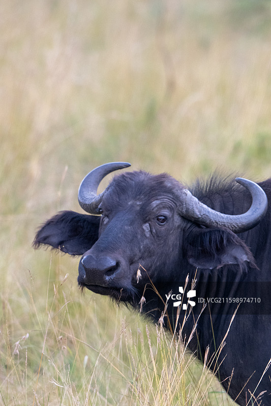 肯尼亚马赛马拉国家公园图片素材