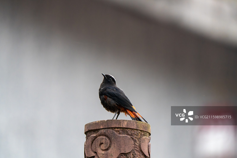 瓦屋山白顶溪鸲图片素材