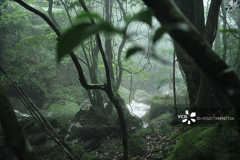 日本鹿儿岛县世界自然遗产屋久岛原石森林图片素材