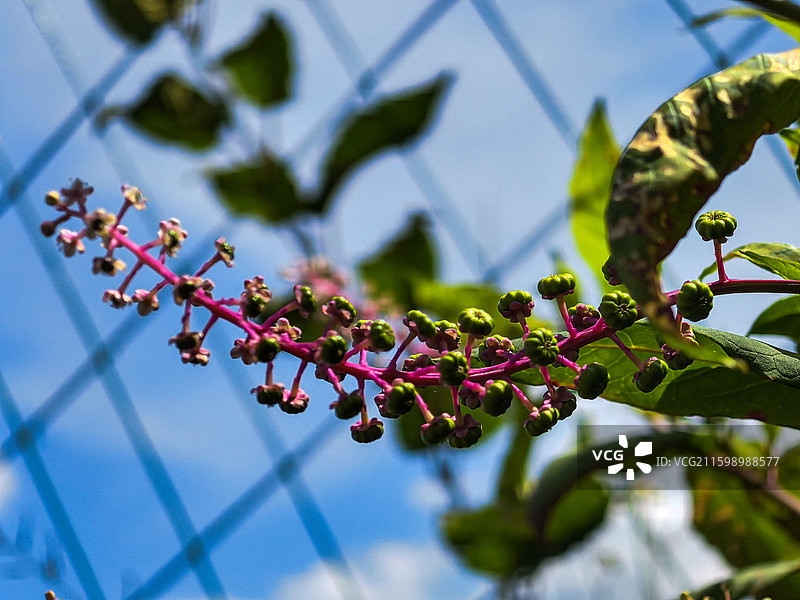 秋收时节中国贵州六盘水盘州市响水镇垂序商陆图片素材