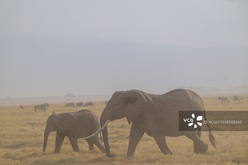 肯尼亚马赛马拉国家公园图片素材