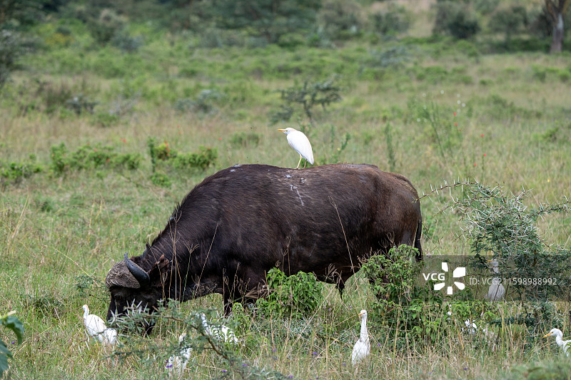 肯尼亚马赛马拉国家公园图片素材