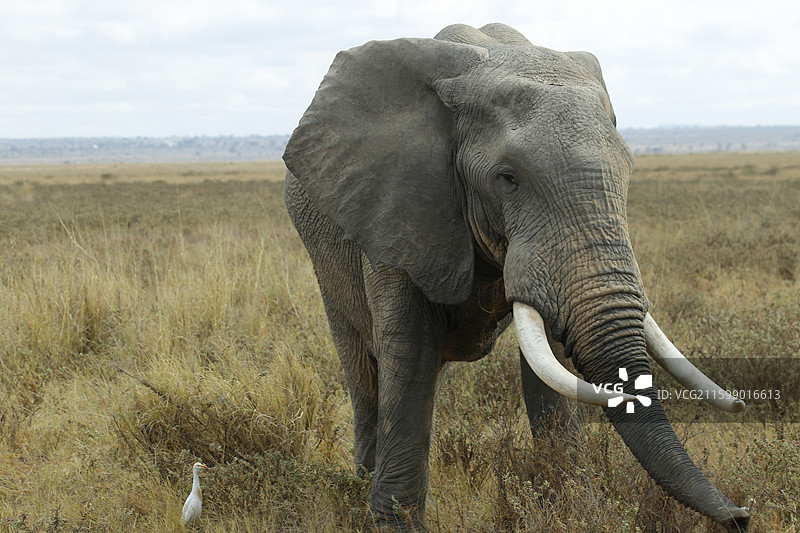 肯尼亚马赛马拉国家公园图片素材