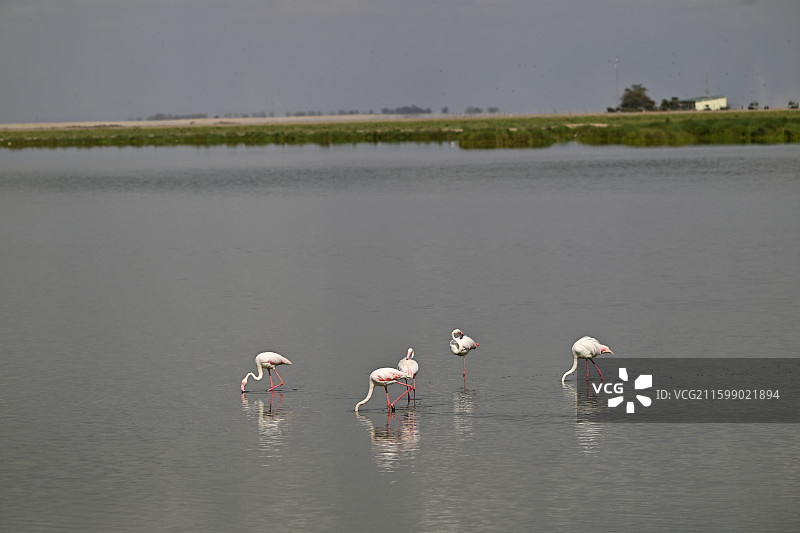 肯尼亚马赛马拉国家公园图片素材