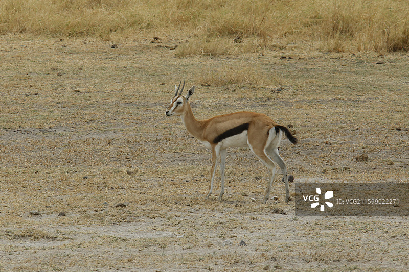 肯尼亚马赛马拉国家公园图片素材