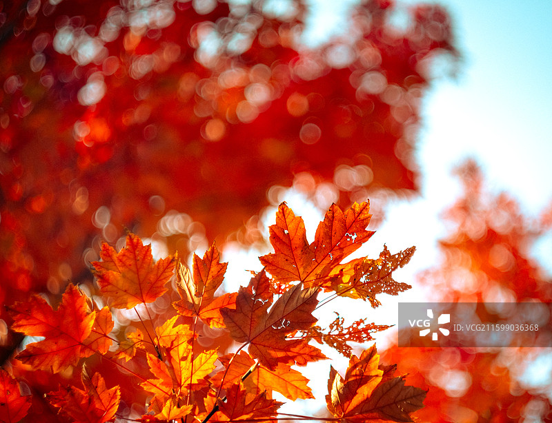 霜叶红于二月花图片素材