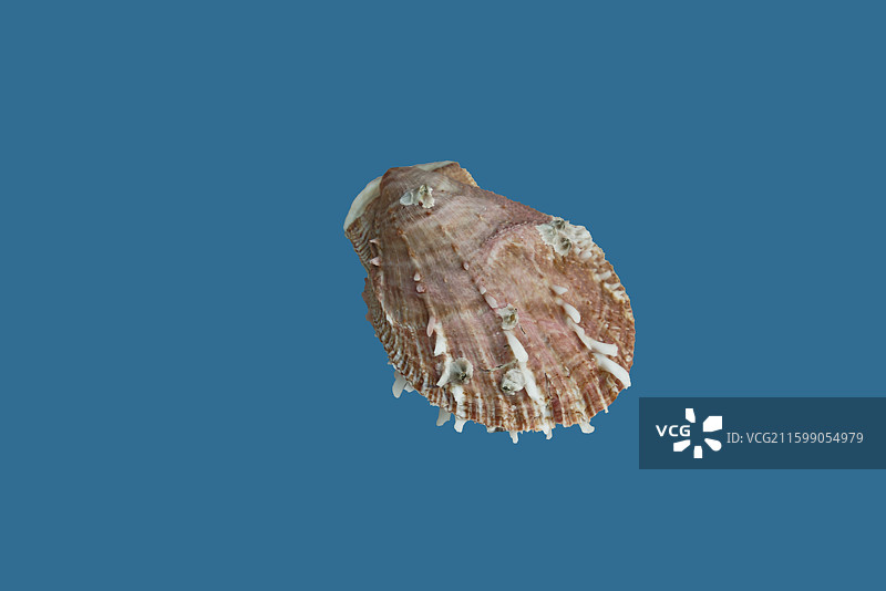 蓝色背景下贝壳的特写镜头，变叶海菊蛤图片素材