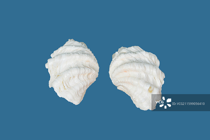 海洋生物标本，彩砗磲图片素材