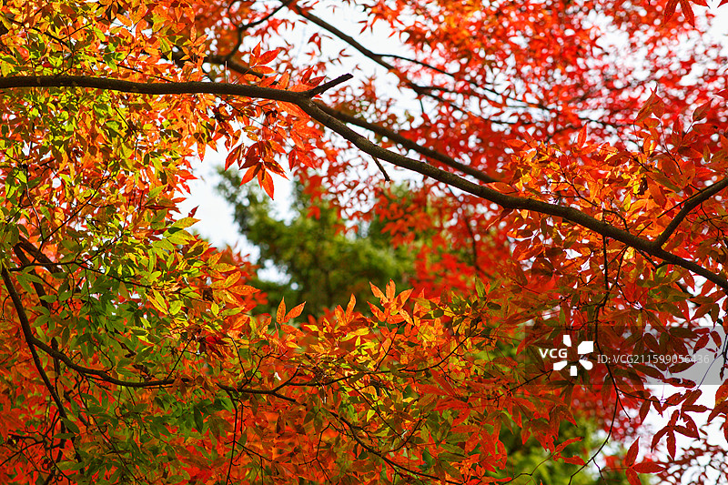 白山仙人谷的红叶图片素材