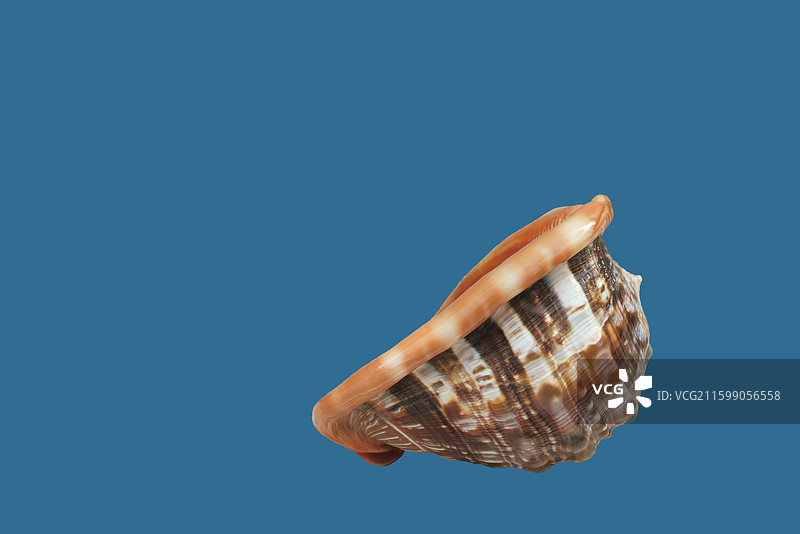 海洋生物标本，宝冠螺图片素材