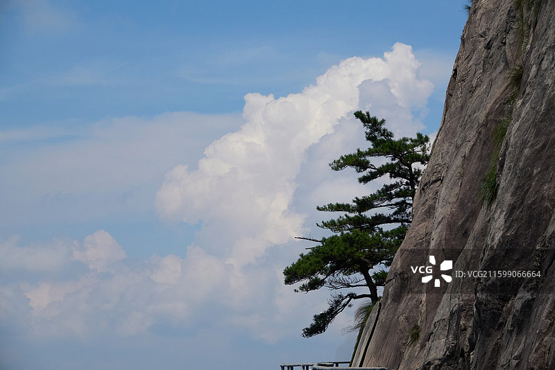 安徽明堂山 - 峭壁上的松树图片素材