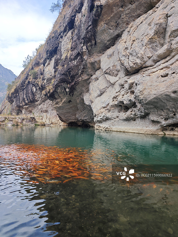 楠溪江陶公洞湖边橙色锦鲤休闲喂鱼图片素材