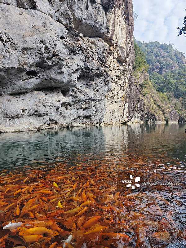 楠溪江陶公洞湖边橙色锦鲤休闲喂鱼图片素材