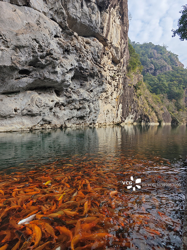 楠溪江陶公洞湖边橙色锦鲤休闲喂鱼图片素材