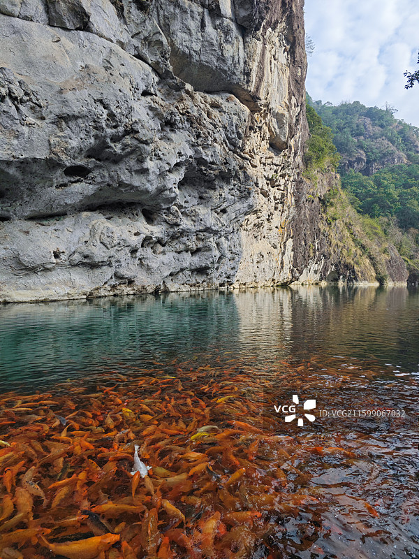 楠溪江陶公洞湖边橙色锦鲤休闲喂鱼图片素材