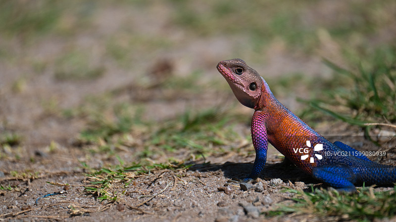 肯尼亚马赛马拉国家公园的姆万扎平头鬣蜥图片素材