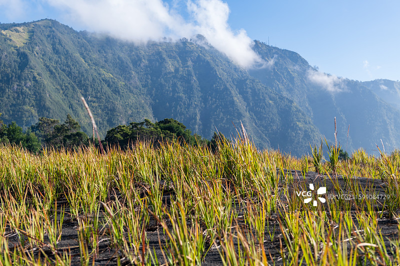 火山灰地的草丛近景，布罗莫火山（Bromo火山）沙海图片素材