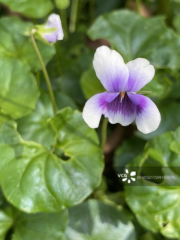 上海龙华烈士陵园秋天的景色图片素材