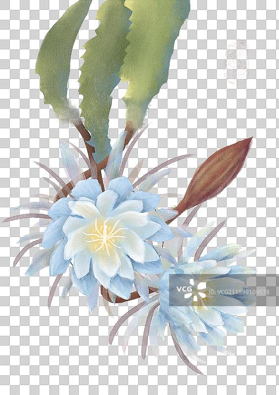 黑色背景下白色花朵的特写镜头图片素材