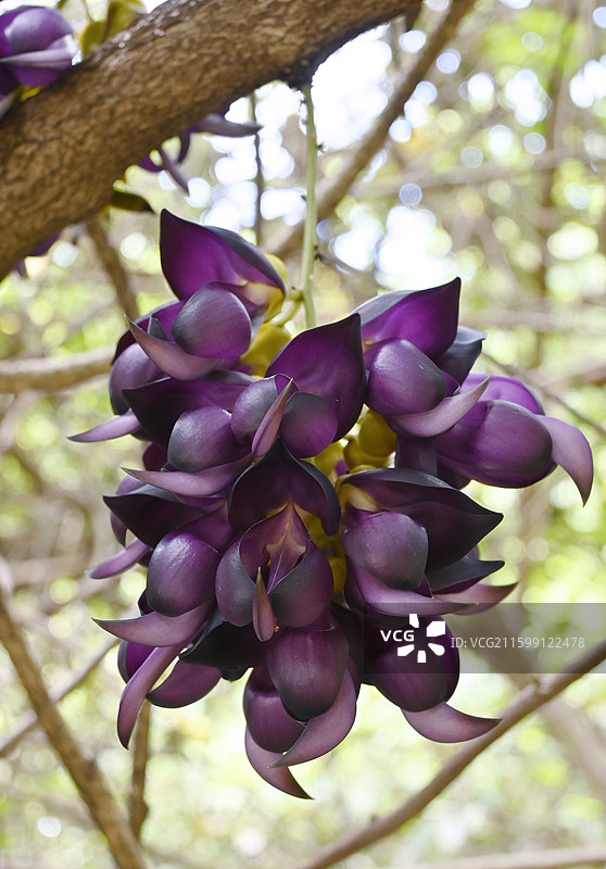禾雀花图片素材