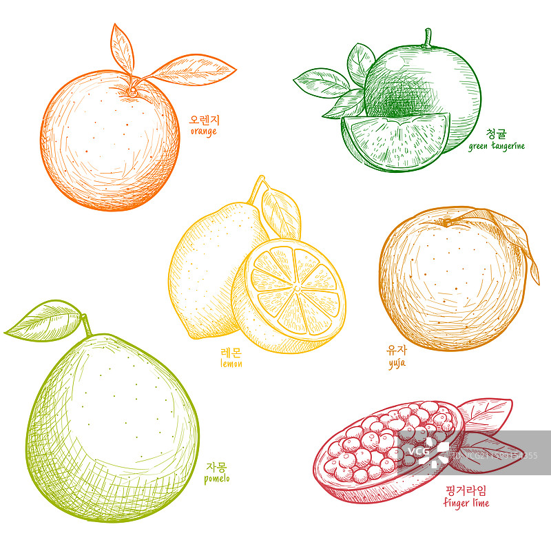 线条画，钢笔画，食物原料，材料，有机，橙子，橘子，葡萄柚，柠檬，柚子，柑橘，水果图片素材