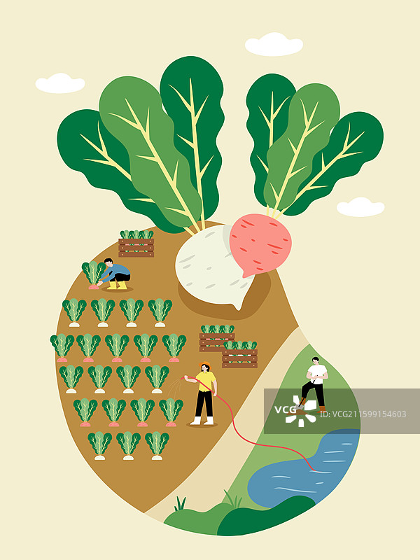 农夫、农业、农田、蔬菜、收获、菜园、球茎甘蓝图片素材