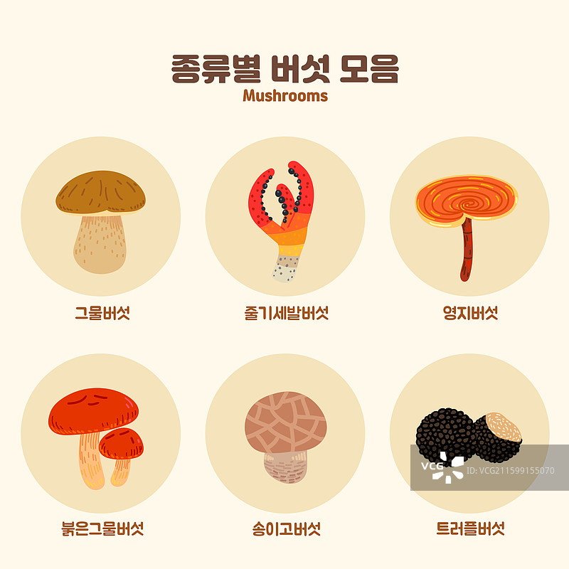 可食用的蘑菇，组合，食材，香菇，灵芝，松露图片素材