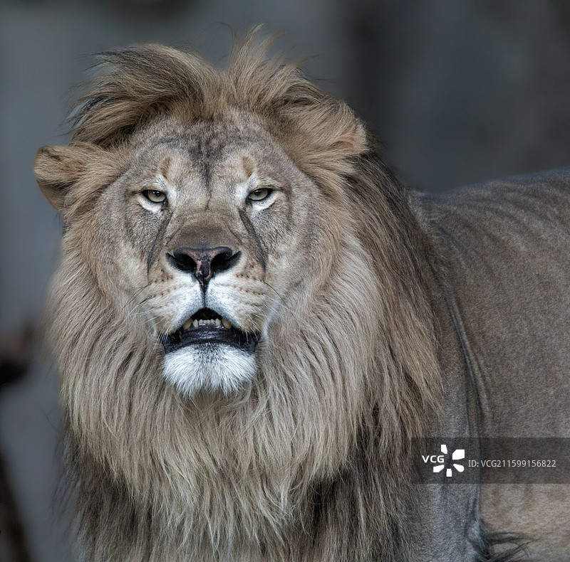 与雄狮的对视图片素材