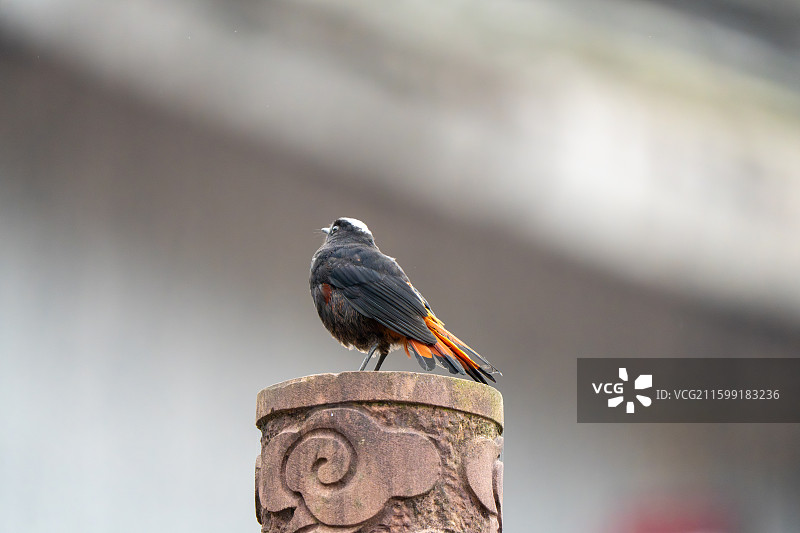 瓦屋山白顶溪鸲图片素材