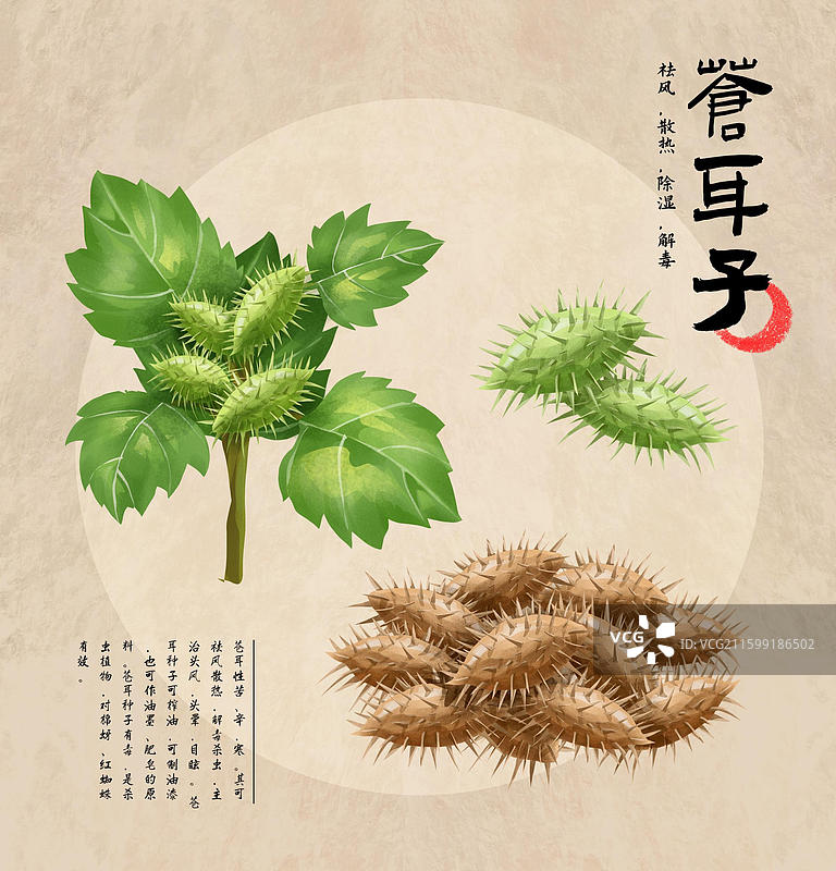 中国中草药药材之 苍耳子图片素材