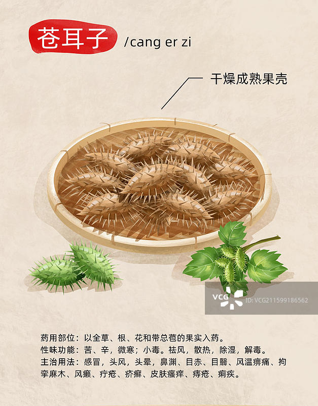 中国中草药药材之 苍耳子图片素材