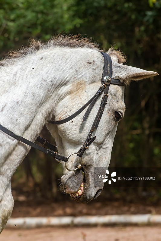 四川省绵阳市户外养殖的马，战马，骏马，军马，马匹，骑马图片素材