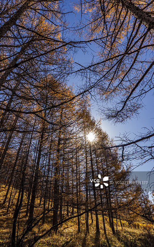 内蒙阿尔山秋景图片素材