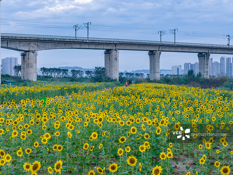 四川省绵阳市户外向日葵，农业，高铁，铁路图片素材