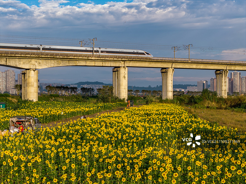 四川省绵阳市户外向日葵，农业，高铁，铁路图片素材