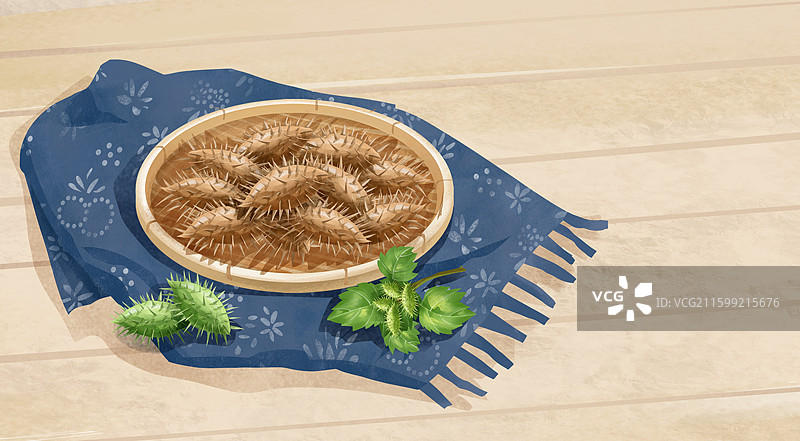 中国中草药药材之 苍耳子图片素材