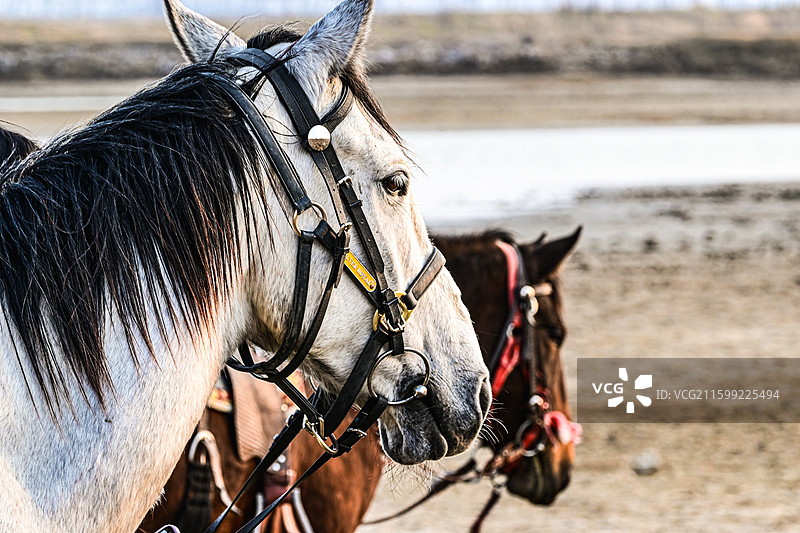 盐城野鹿荡图片素材