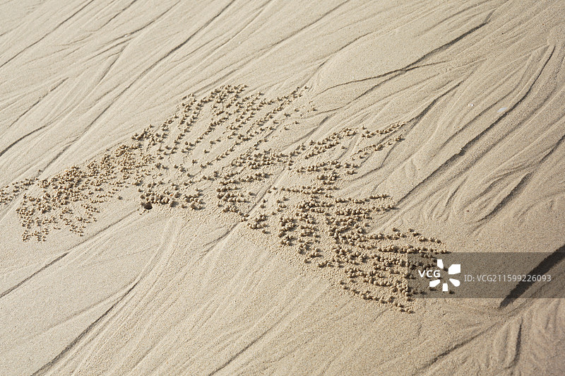 海边沙滩退潮后海蜘蛛制作的天然沙画纹理图片素材